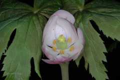 Podophyllum hexandrum